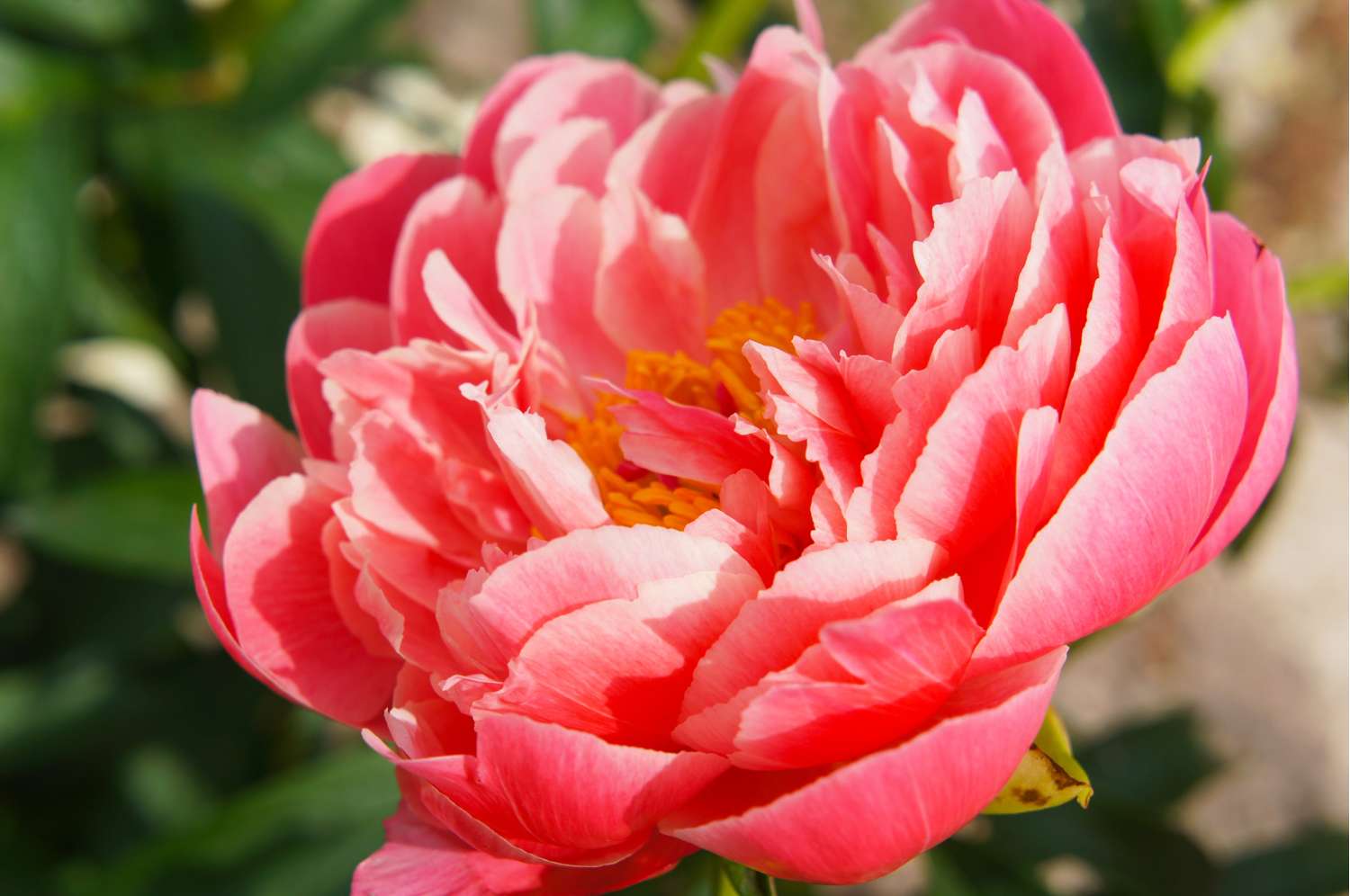 Pivoine ‘Coral Sunset’